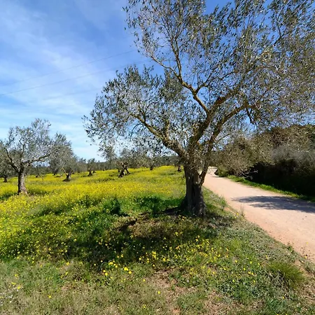 Els Olivars De Bellcaire